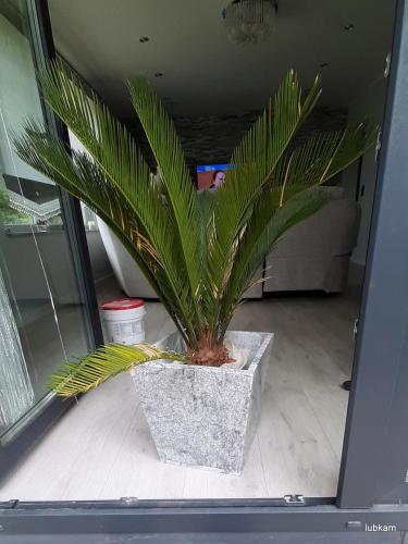 lubkam_donica_20200616_134137